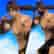 DOA5LR Zack Island Swimwear - Hayabusa (English/Chinese/Korean/Japanese Ver.)