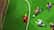 ACA NEOGEO PLEASURE GOAL： 5 ON 5 MINI SOCCER (English/Japanese Ver.)