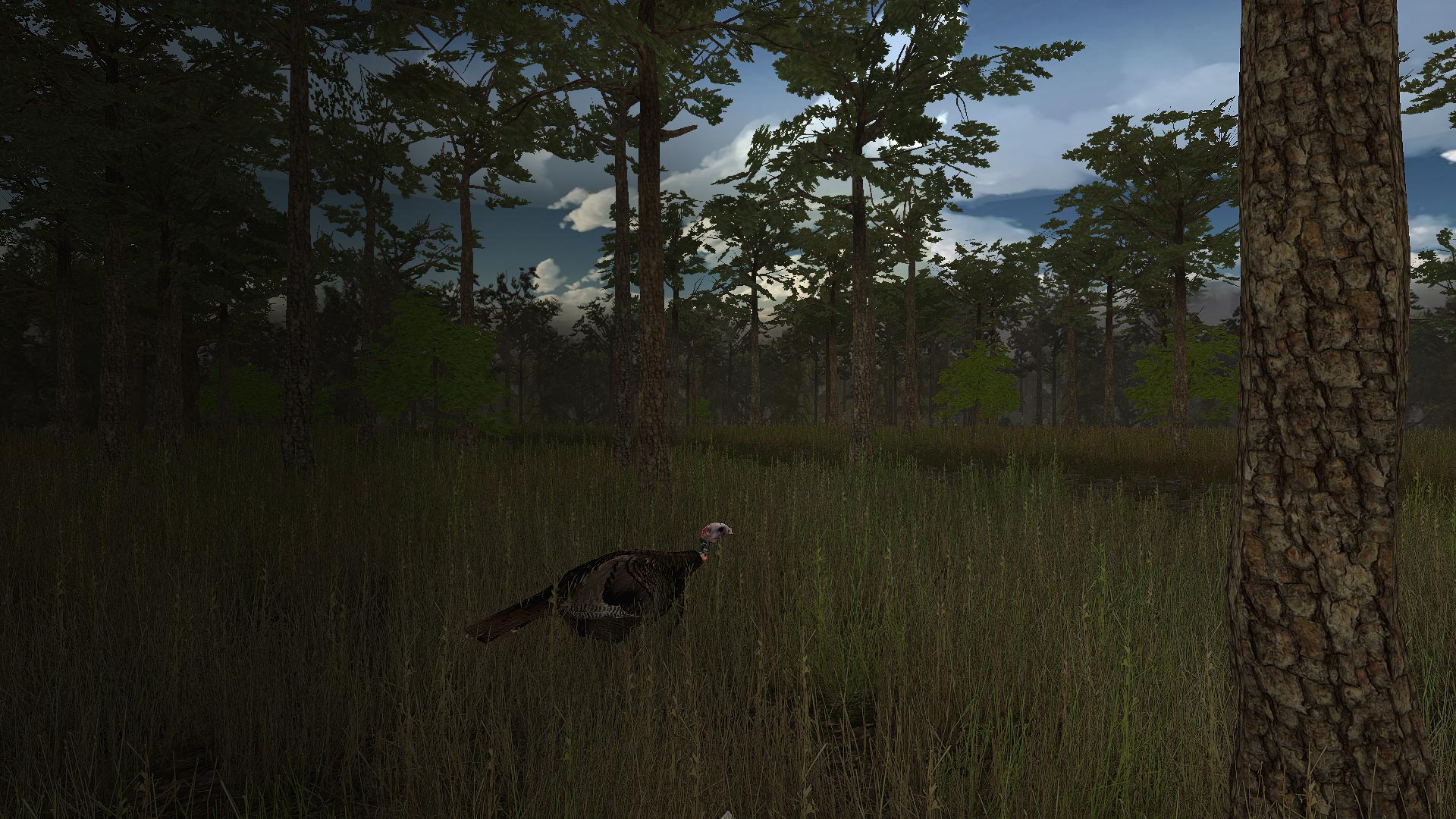 Wild Turkey Hunter VR