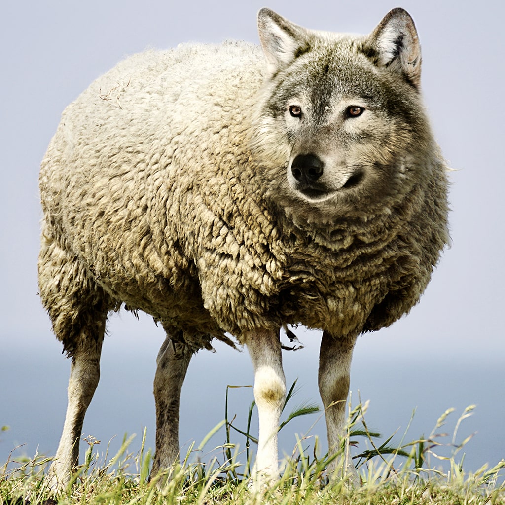 Wolf in Sheep's Clothing Avatar