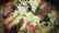 CHAOS;CHILD
