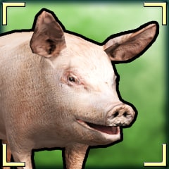 Icon for Oink!