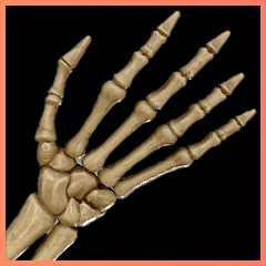 Icon for Skeleton Hands