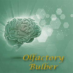 Icon for Olfactory Bulber 