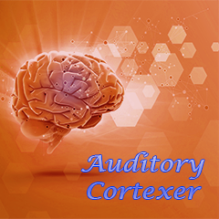 Icon for Auditory Cortexer 