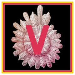 Icon for Claire's Journal Volume V
