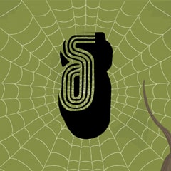 Icon for Not all spider bites are deadly