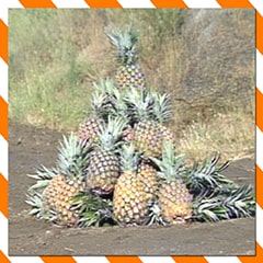 Icon for You Like Pineapples!?