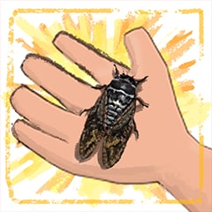 Icon for Cicada Connoisseur