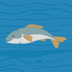 Icon for Here comes the fish!