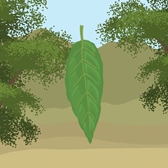 Icon for Here comes the leaf