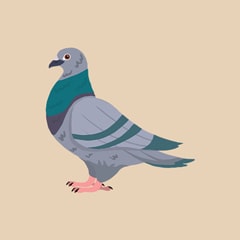Icon for The Pigeon Quiz