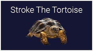 Stroke The Tortoise