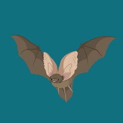 Icon for The Bat Quiz