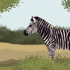 The Zebra Z