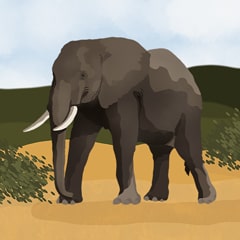 Icon for The Elephant E