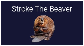 Stroke The Beaver