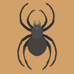 Icon for The Spidy Quiz