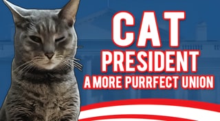 Cat President: A More Purrfect Union