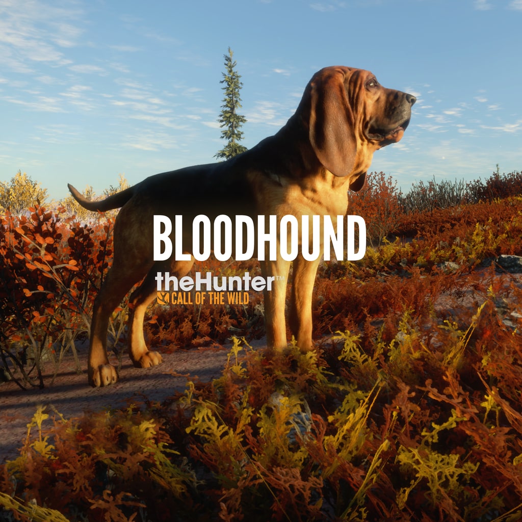 Thehunter Call Of The Wild Bloodhound