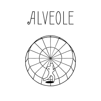 Alveole