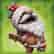 Sackboy™: A Big Adventure - costume du père Noël