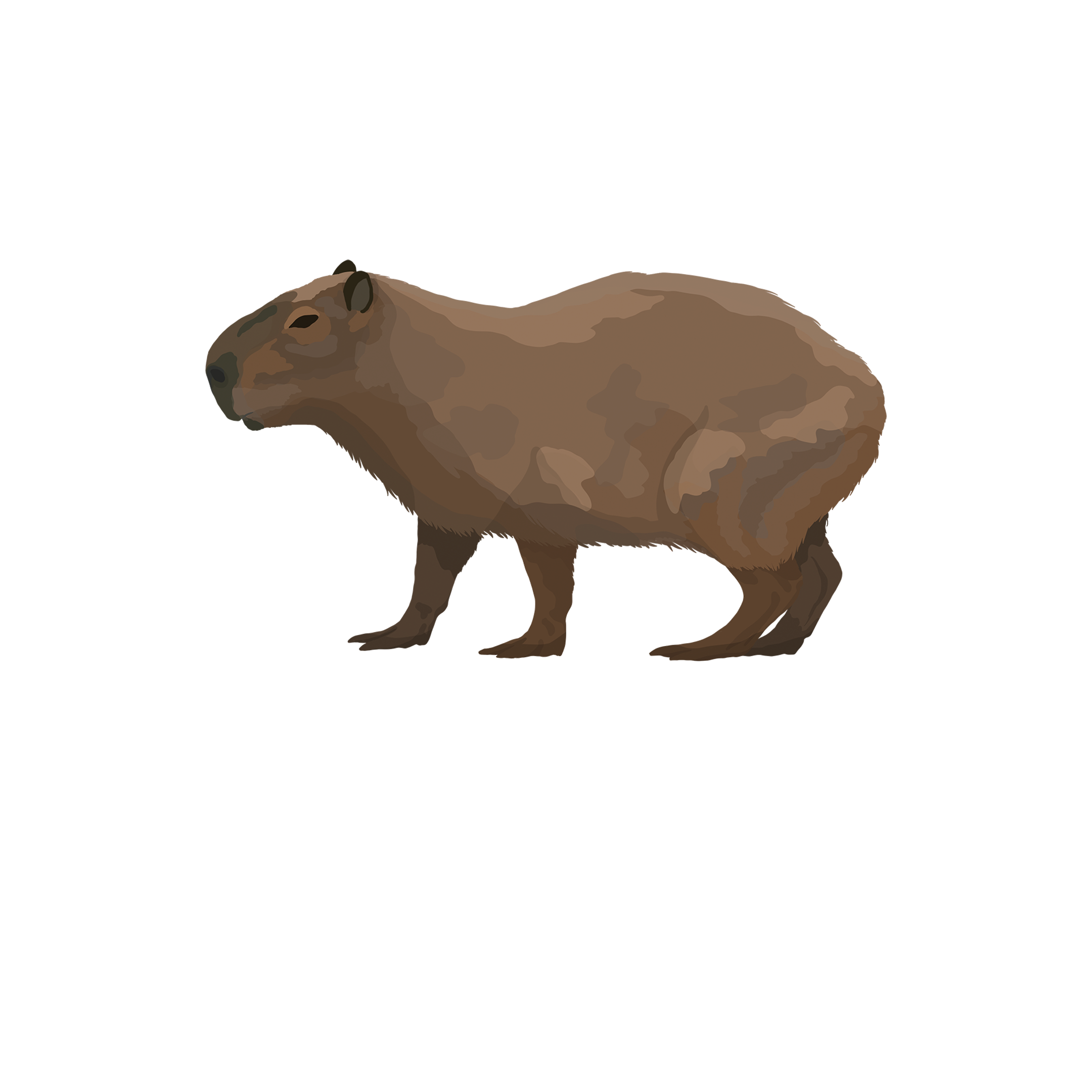 The Capybara P