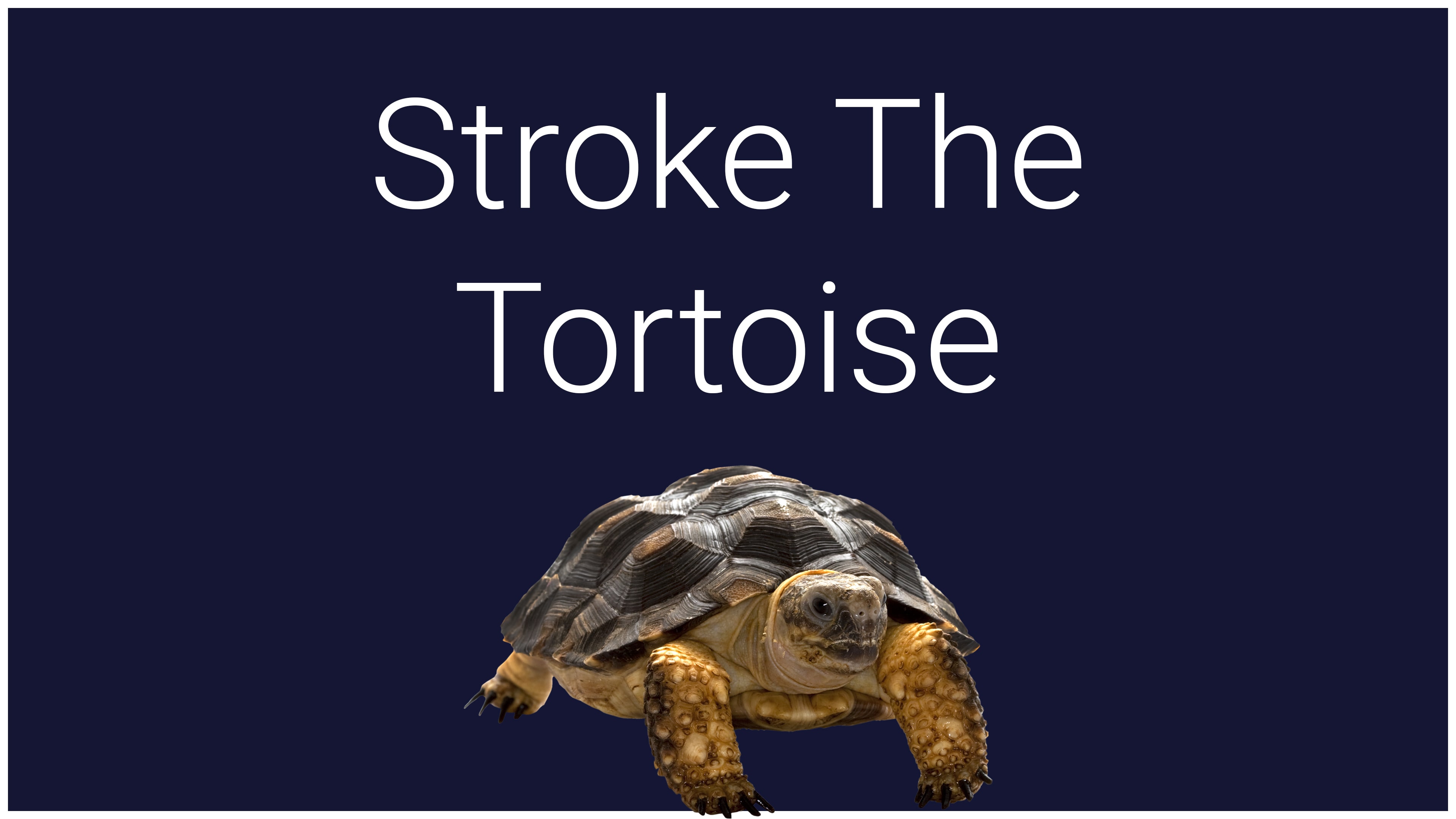 Stroke The Tortoise