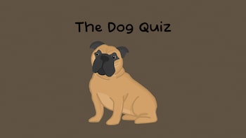 The Dog Quiz