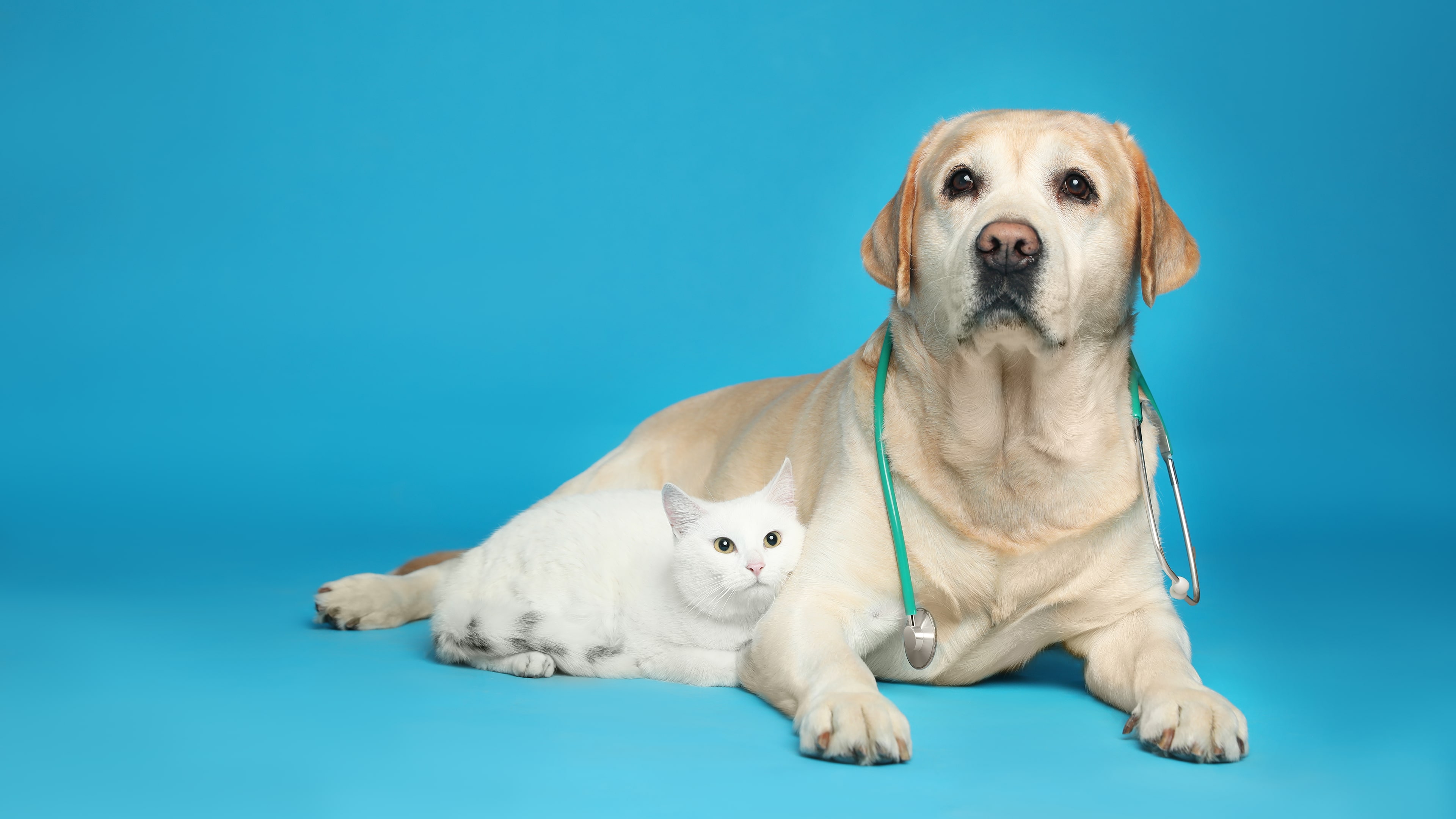 Há animais de estimação fofinhos a precisar de ajuda!