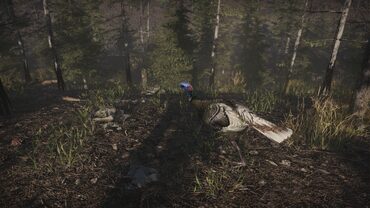 Pro Turkey Hunting