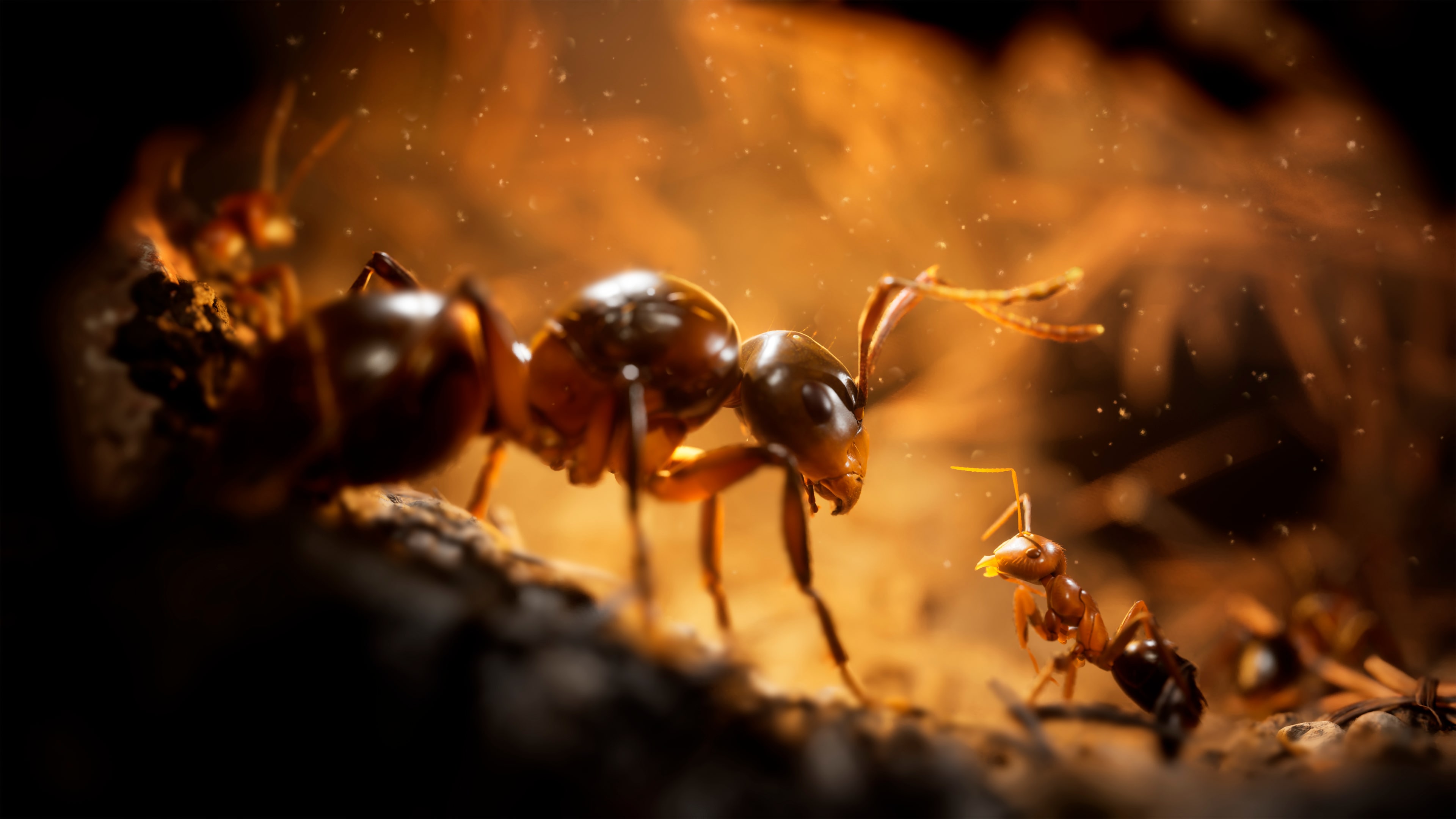 Les Fourmis (Empire of the Ants)