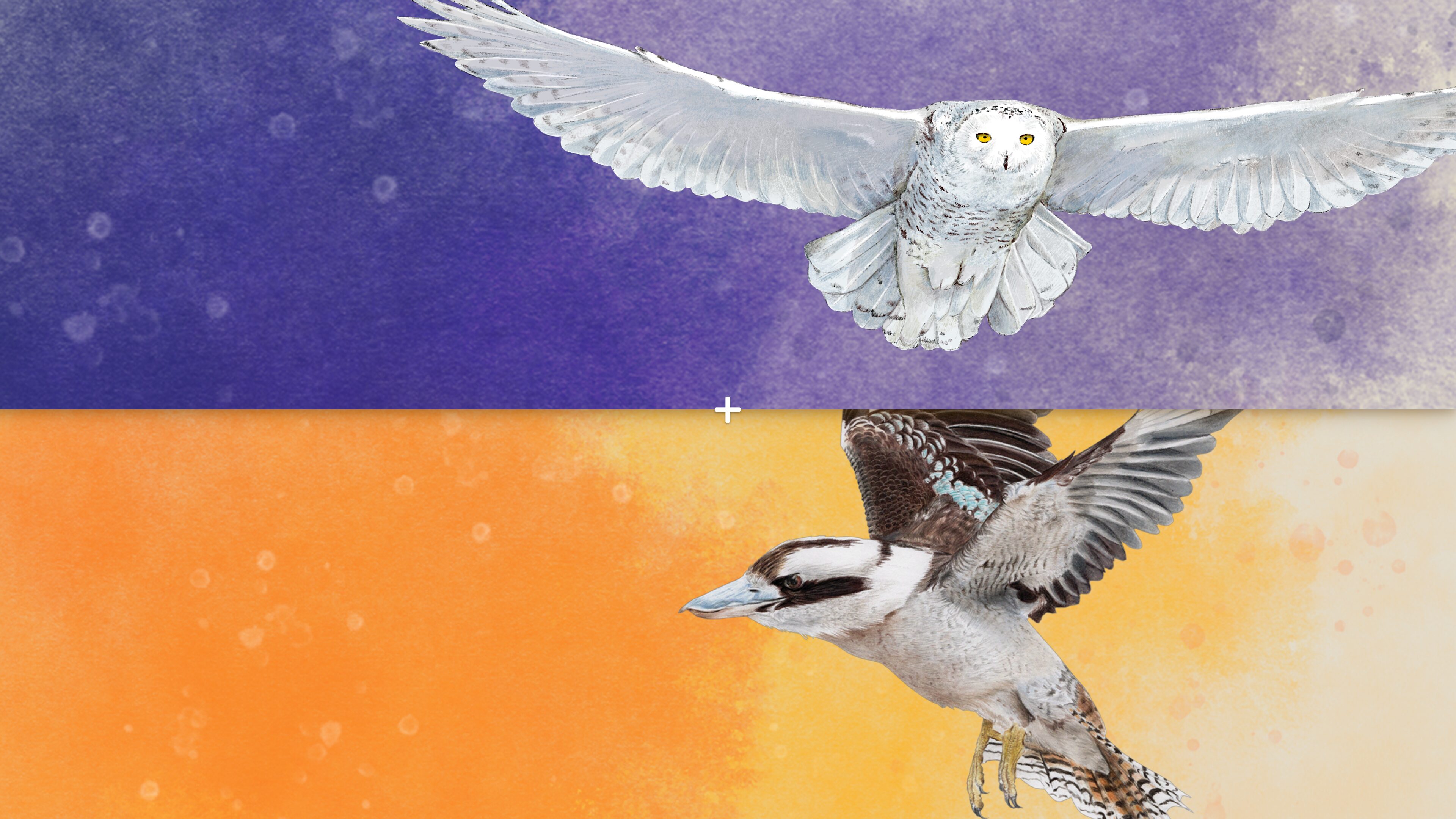 Wingspan (Na Skrzydłach): Ptaki Europy + Ptaki Oceanii PS4 & PS5