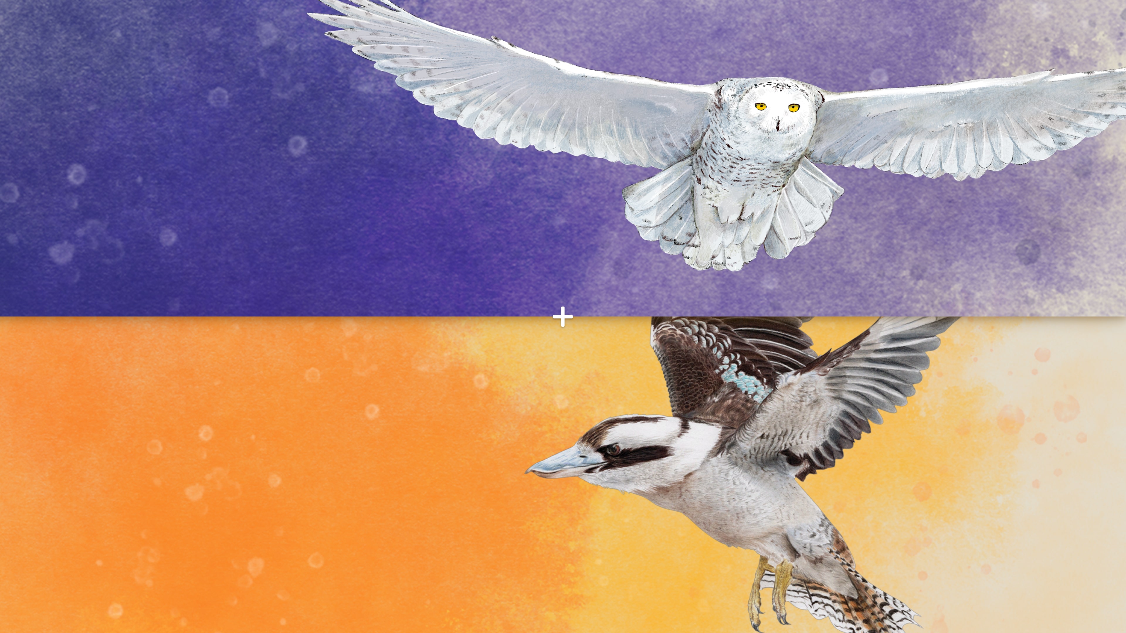 Wingspan: Expansión europea + Expansión de Oceanía PS4 & PS5