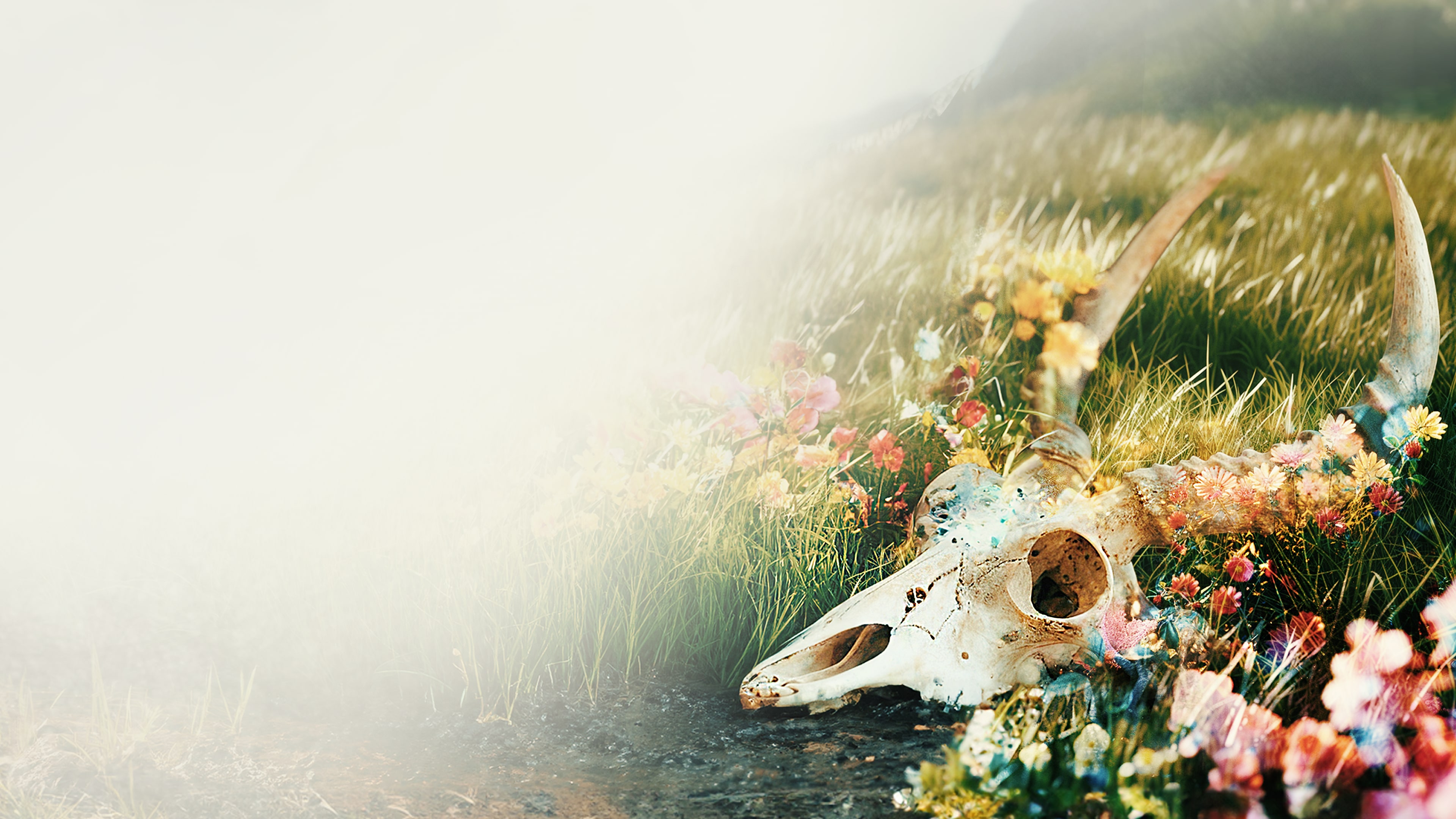 The Fading Of Nicole Wilson