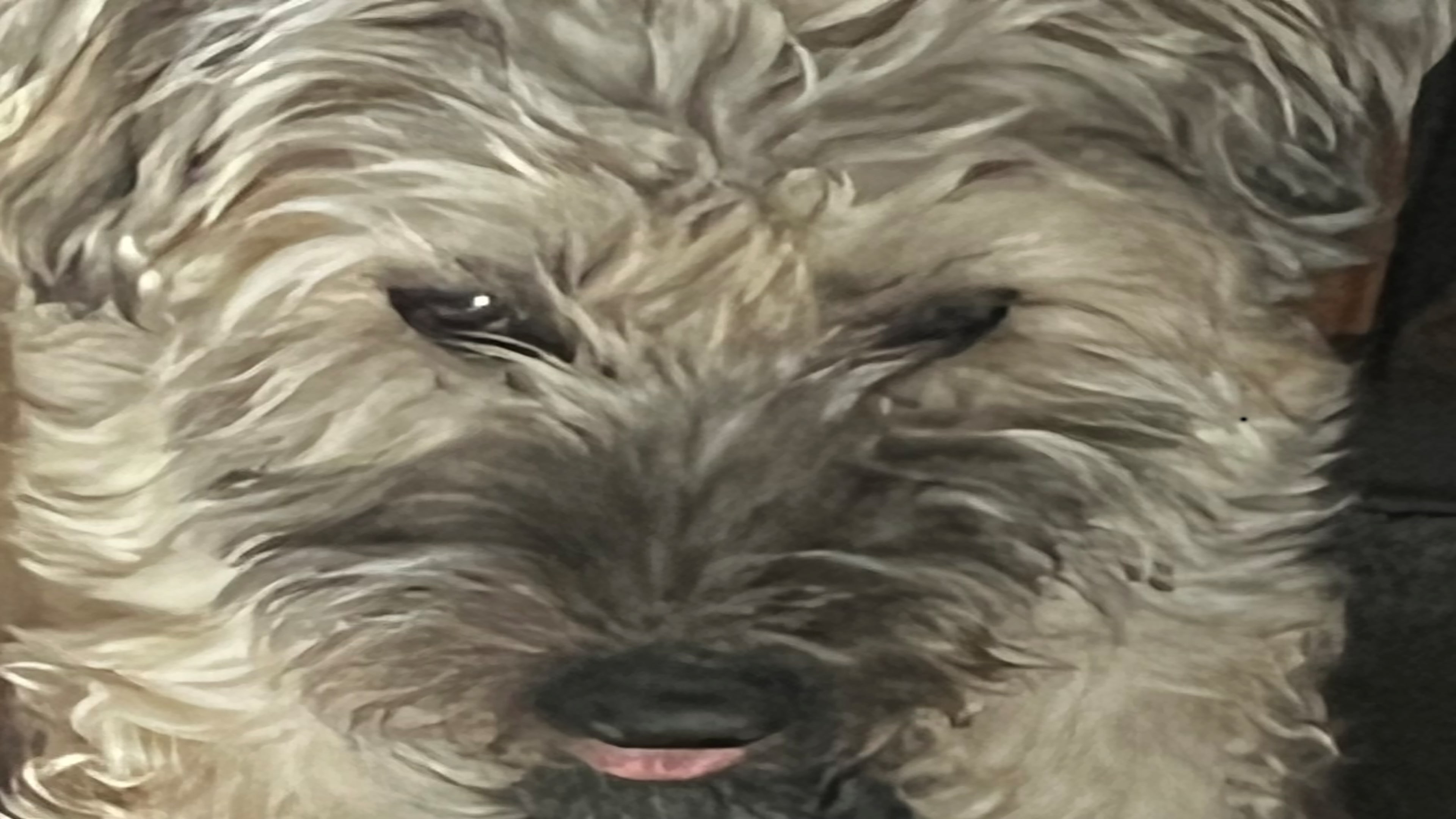 Legends of the Snoot