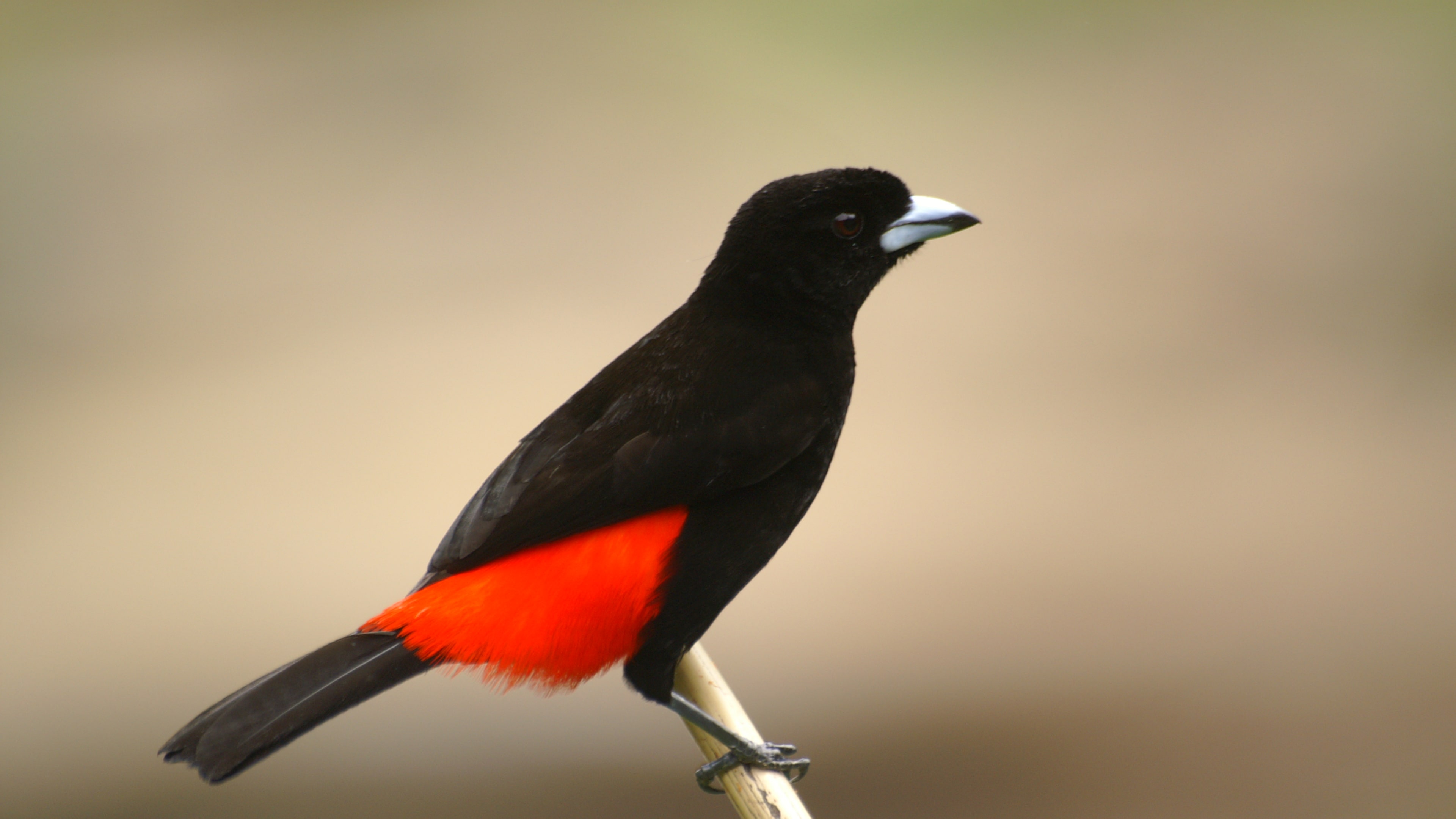 Quiz & Learn: Animals