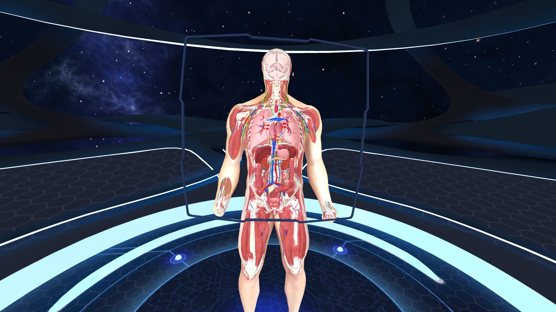 Анатомия падения оскар. 3d Organon VR Anatomy. Анатомия человека VR. Человеческое тело внутри.
