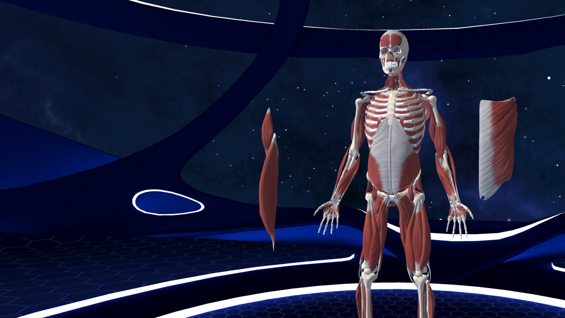 Анатомия твц. 3d Organon VR Anatomy. ХЬЮМАН анатомия плейстейшен. Human Anatomy VR.